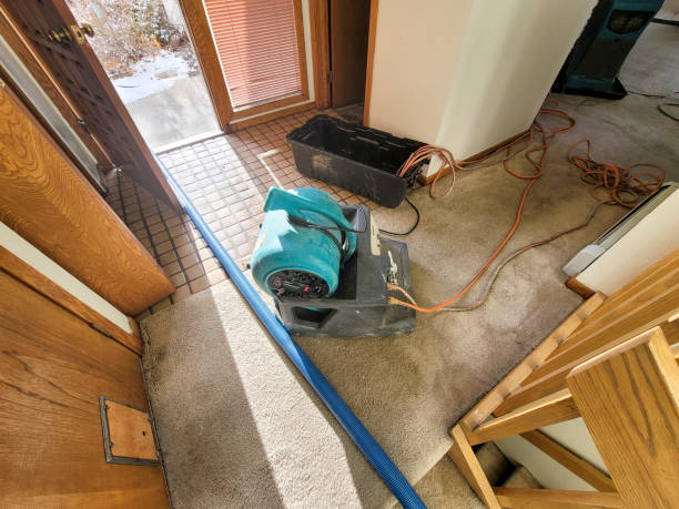 Best Mold removal after water damage  in South Boston, VA