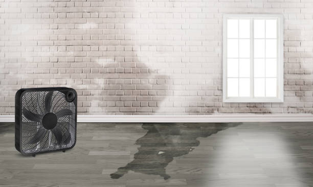 Best Water damage contractors near me  in South Boston, VA
